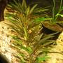 fish tank picture - Unknown plant