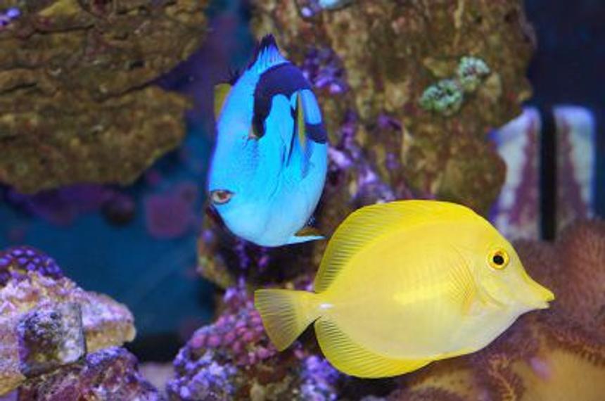 Rated #7: Saltwater Fish - Zebrasoma Flavescens - Yellow Tang - Hawaii Stocking In 120 Gallons Tank - My blue hippo and yellow tang