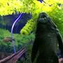fish tank picture - My pleco
