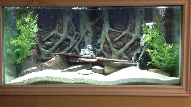 125 gallons freshwater fish tank (mostly fish and non-living decorations) - Cichlids tank