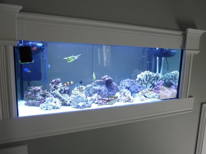 Rated #49: 75 Gallons Saltwater Fish Tank - Here Is My Front View of my wall mounted aquarium that i just start 3 week ago !