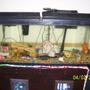 65 gallons freshwater fish tank (mostly fish and non-living decorations) - Main tank with various fish.
