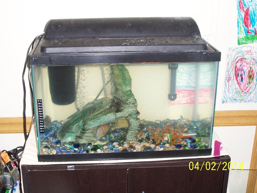 Rated #4309: 65 Gallons Freshwater Fish Tank - Breeding tank.