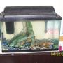65 gallons freshwater fish tank (mostly fish and non-living decorations) - Breeding tank.