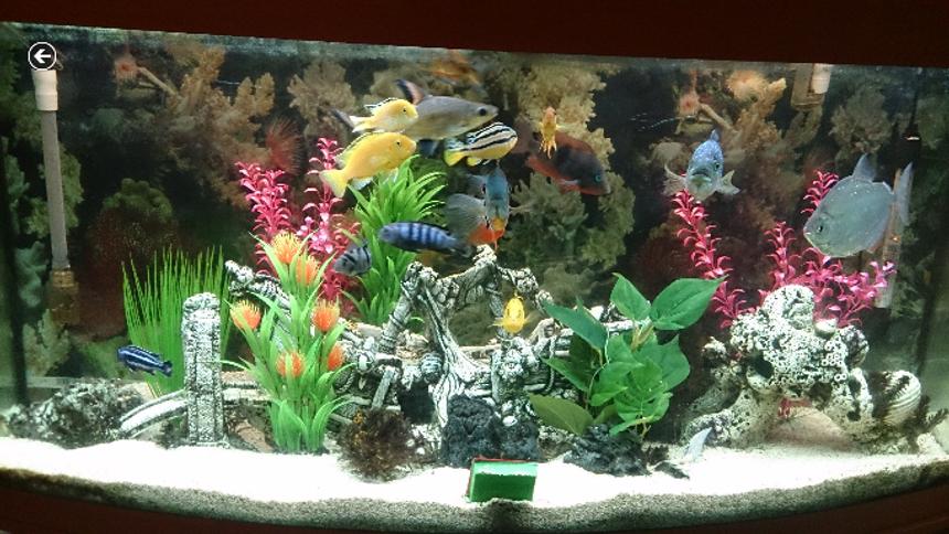 Rated #76: 60 Gallons Freshwater Fish Tank - This  is the latest pic of my tank