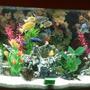 60 gallons freshwater fish tank (mostly fish and non-living decorations) - This is the latest pic of my tank