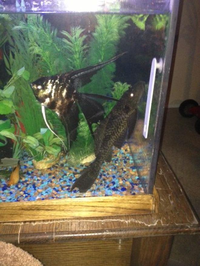 freshwater fish - pterophyllum sp. - marble veil angel stocking in 70 gallons tank - Here are my large veil-tail angel and 11" plecostomus hanging out together in their favorite corner of their new 70 gallon home.