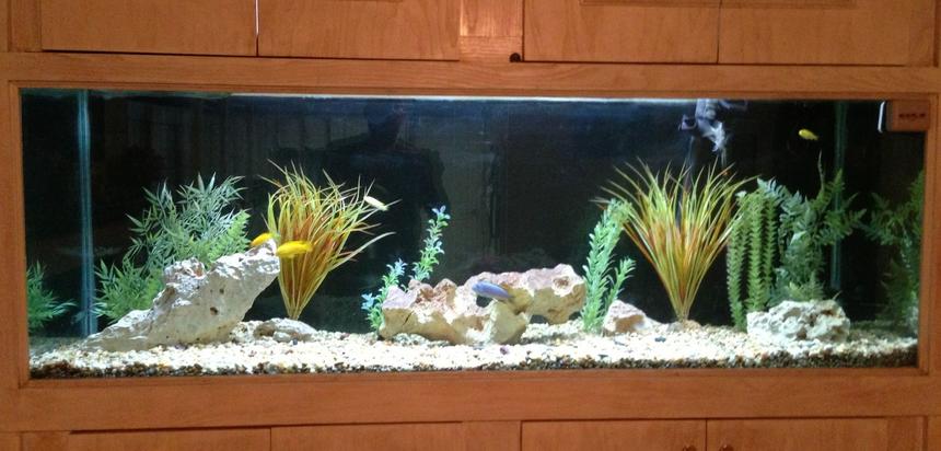 Rated #49: 150 Gallons Freshwater Fish Tank - 150 gallon freshwater ciclid tank.