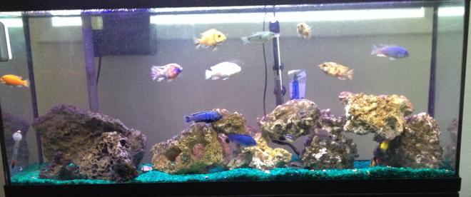 55 gallons freshwater fish tank (mostly fish and non-living decorations) - African Cichlid Tank
