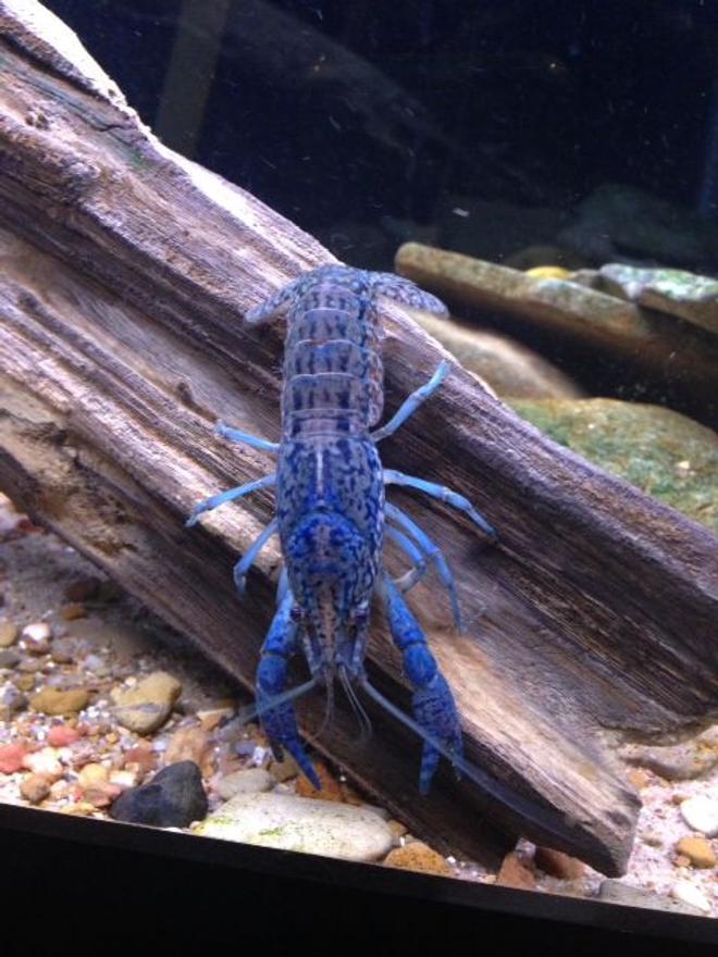 corals inverts - cherax destructor - blue knight lobster stocking in 120 gallons tank - beautiful marbled crayfish. have no idea why they are blue. i also have some that are red.