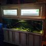 fish tank picture - kinda shows my aquaponic system above the tank.
