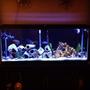 55 gallons freshwater fish tank (mostly fish and non-living decorations) - 55 gallon cichlid tank