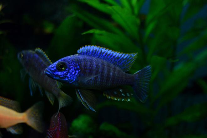 freshwater fish - aulonocara nyassae - blue peacock cichlid stocking in 70 gallons tank - Blue peacock