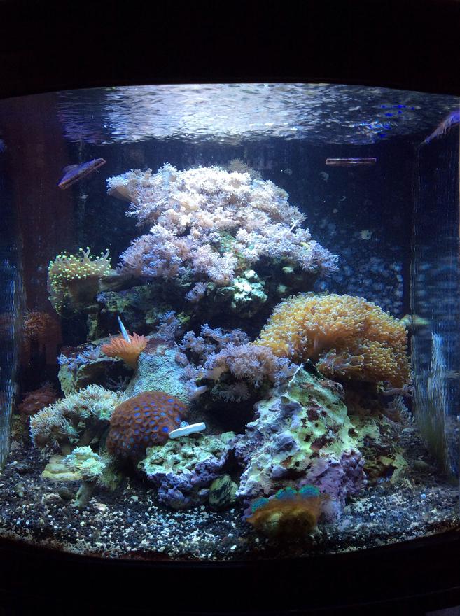 30 gallons reef tank (mostly live coral and fish) - Only 30 gallons about a year old