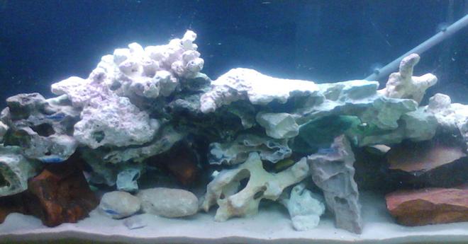 55 gallons freshwater fish tank (mostly fish and non-living decorations) - This is my cichlid tank. It has all rock and sand. With yellow labs and maingano