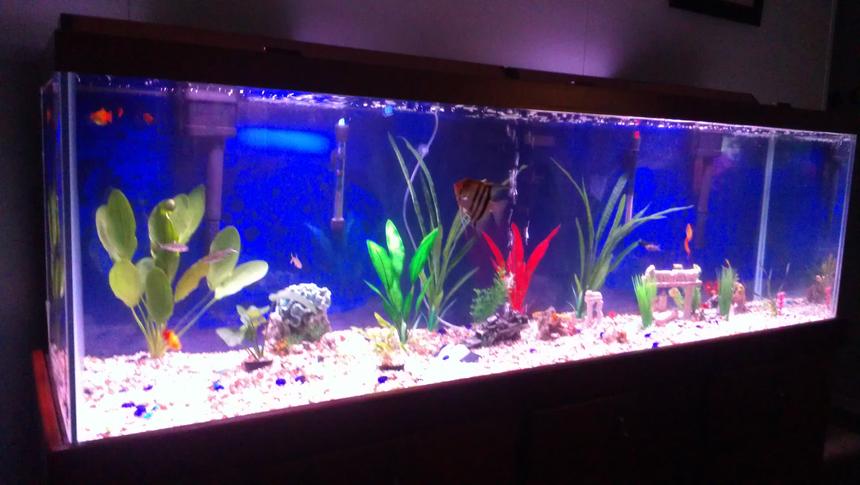 Rated #136: 135 Gallons Freshwater Fish Tank - Freshwater, 3 live plants on left side of tank. Deep blue background. 24 peaceful fish.