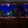 fish tank picture - Looks nice in the dark.