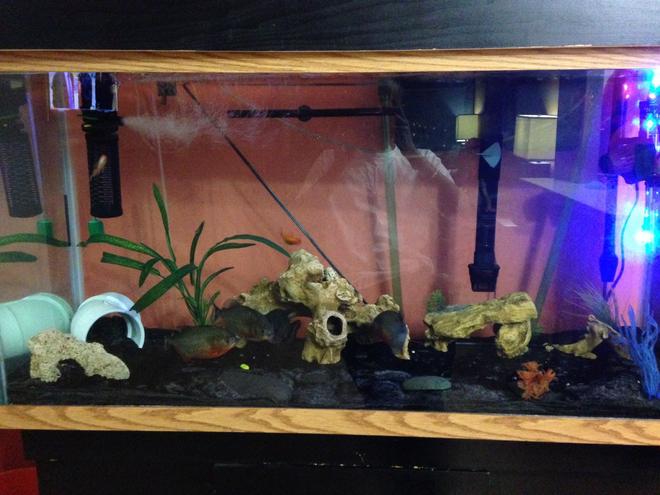 90 gallons freshwater fish tank (mostly fish and non-living decorations) - Daddy's Aquarium. 90 G