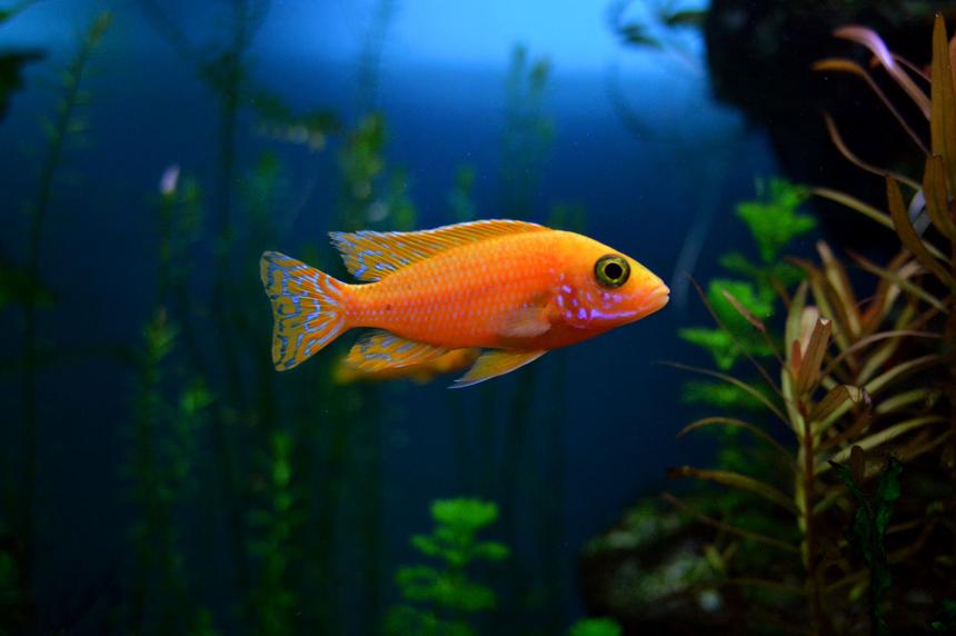 Rated #73: Freshwater Fish - Aulonocara Sp. - Firefish Black Eye Peacock Stocking In 70 Gallons Tank - fire fish