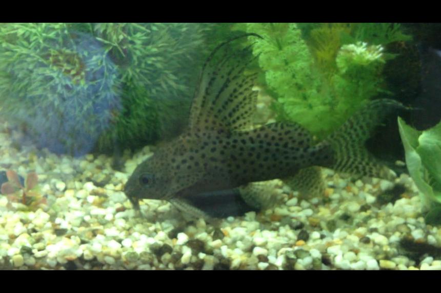 Rated #28: Freshwater Fish - Synodontis Eupterus - Synodontis Eupterus Catfish Stocking In 60 Gallons Tank - Feather fin catfish
