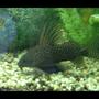 freshwater fish - synodontis eupterus - synodontis eupterus catfish stocking in 60 gallons tank - Feather fin catfish