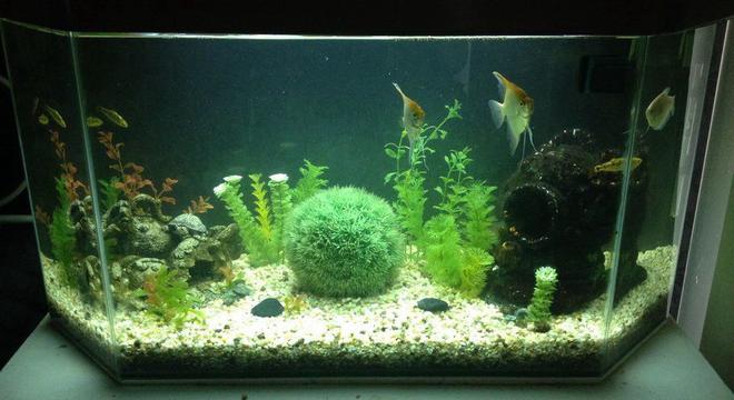 60 gallons freshwater fish tank (mostly fish and non-living decorations) - Updated