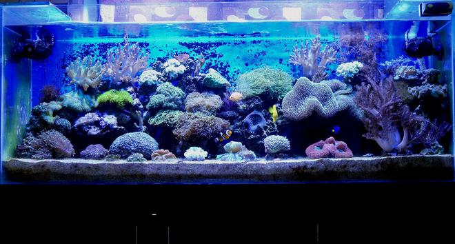 100 gallons reef tank (mostly live coral and fish) - 100G Mixed Reef Tank
with Softies,LPS & SPS
