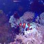 saltwater fish - amphiprion ocellaris - ocellaris clownfish stocking in 55 gallons tank - Clown fish