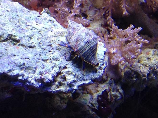 corals inverts - calcinus elegans - electric blue hermit crab stocking in 55 gallons tank - Blue leg