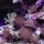 corals inverts - seriatopora hystrix - birdsnest coral stocking in 55 gallons tank - Corals