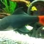 freshwater fish - epalzeorhynchos bicolor - redtail shark stocking in 125 gallons tank - another pic of my big 5 1/2 inch redtail shark. he was only 4 1/2 inches in this picture but this is my best ever pic of him