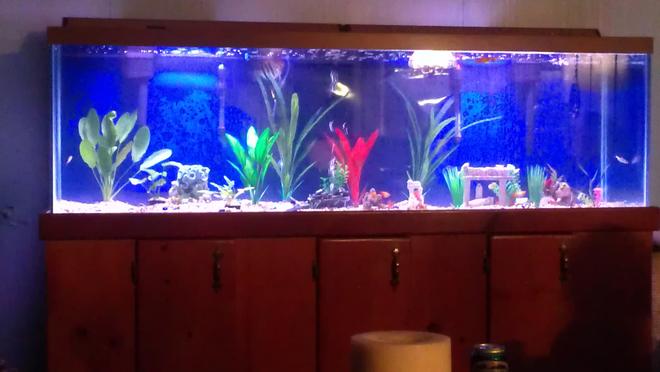 135 gallons planted tank (mostly live plants and fish) - My beautiful tank. I've added some mote live plants since this was taken and I don't think they are doing so hot.