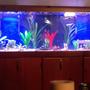 135 gallons planted tank (mostly live plants and fish) - My beautiful tank. I've added some mote live plants since this was taken and I don't think they are doing so hot.