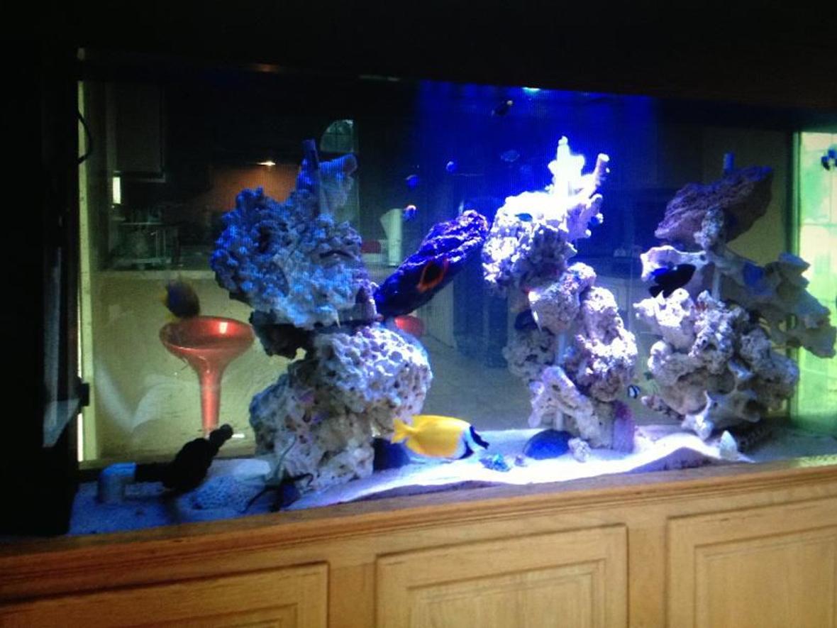 150 gallons reef tank (mostly live coral and fish)