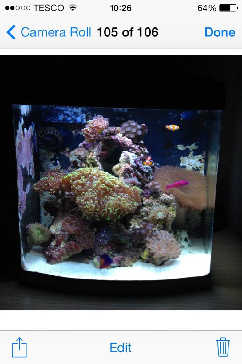 Rated #33: 24 Gallons Reef Tank - My 24 gal dd nano