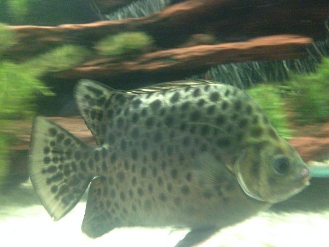 freshwater fish - scatophagus argus - green scat stocking in 125 gallons tank - green scat that lived in my 125 gallon aquarium. he went through a lot. he got stuck in a hole and I had to push him out and he had some injuries. he also had popeye but he recovered. he died on Christmas day 2013