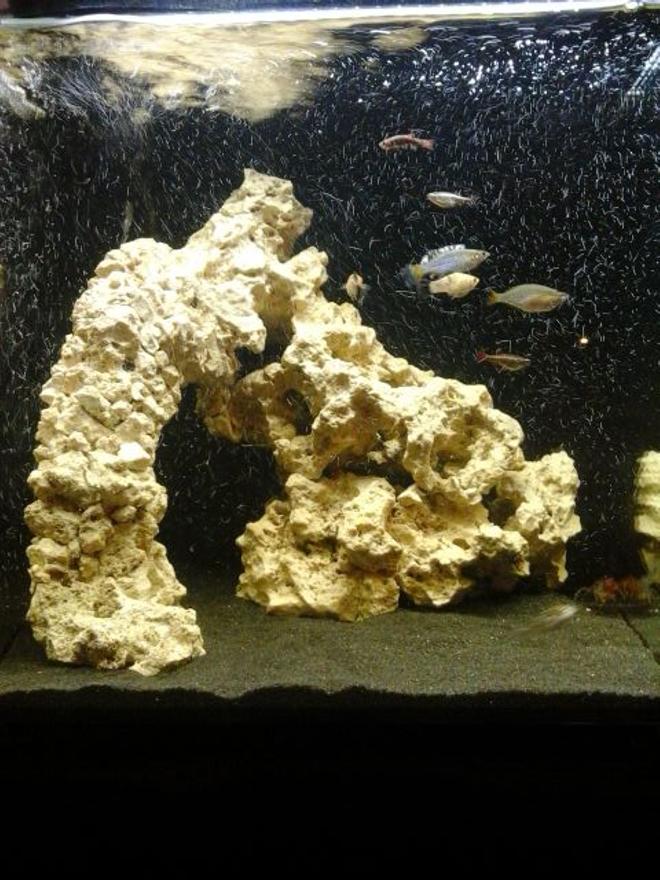 12 gallons freshwater fish tank (mostly fish and non-living decorations) - First try