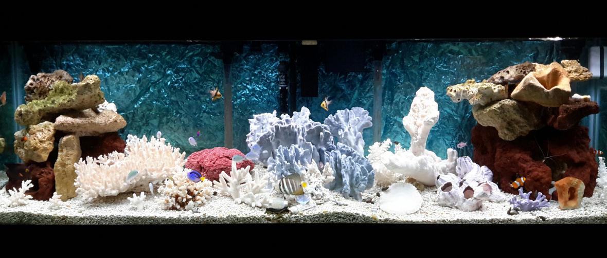 125 gallons saltwater fish tank (mostly fish, little/no live coral) - Our little slice of the ocean!