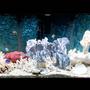 125 gallons saltwater fish tank (mostly fish, little/no live coral) - Our little slice of the ocean!