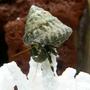 corals inverts - calcinus laevimanus - dwarf zebra hermit crab stocking in 125 gallons tank - Zebra Leg Hermit Crab