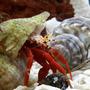 corals inverts - paguristes cadenati - scarlet reef hermit crab stocking in 125 gallons tank - Piggy Backing it.