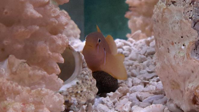 saltwater fish - gobiodon citrinus - clown goby, citrinis stocking in 125 gallons tank - Citron Goby