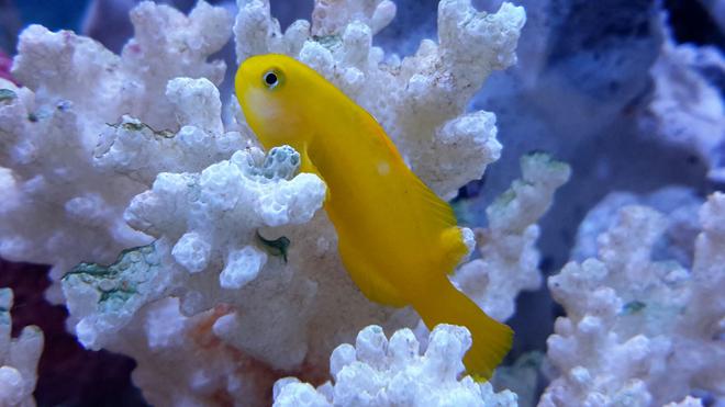 saltwater fish - gobiodon okinawae - clown goby, yellow stocking in 125 gallons tank - Yellow Clown Goby