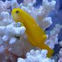 saltwater fish - gobiodon okinawae - clown goby, yellow stocking in 125 gallons tank - Yellow Clown Goby