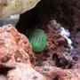 saltwater fish - gobiodon atrangulatus - clown goby, green stocking in 125 gallons tank - Green Clown Goby