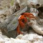 corals inverts - ciliopagurus strigatus - halloween hermit crab stocking in 125 gallons tank - Halloween Crab