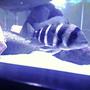 freshwater fish - cyphotilapia frontosa - frontosa cichlid stocking in 75 gallons tank - 4 inch frontosa