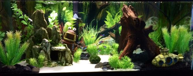 20 gallons freshwater fish tank (mostly fish and non-living decorations) - 20 Gallon-Long tank in my cubicle at work.