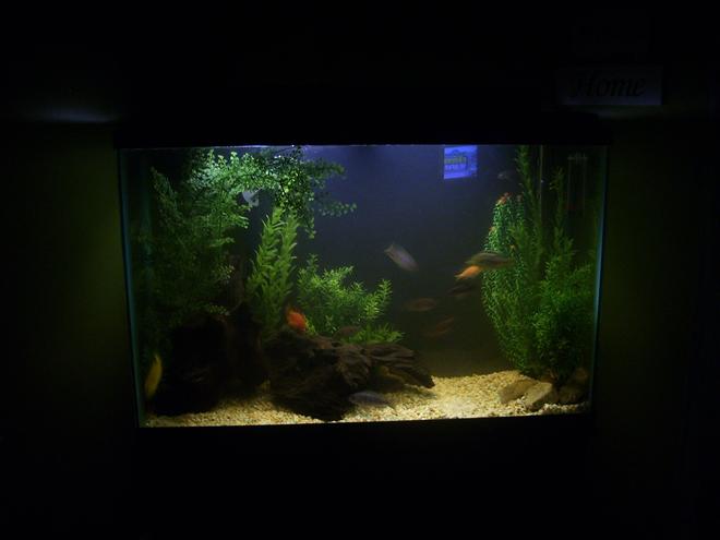 45 gallons freshwater fish tank (mostly fish and non-living decorations)