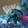 saltwater fish - synchiropus cf. splendidus - red mandarin stocking in 45 gallons tank - Mandarinfish or Mandarin Dragonet (Synchiropus splendidus)